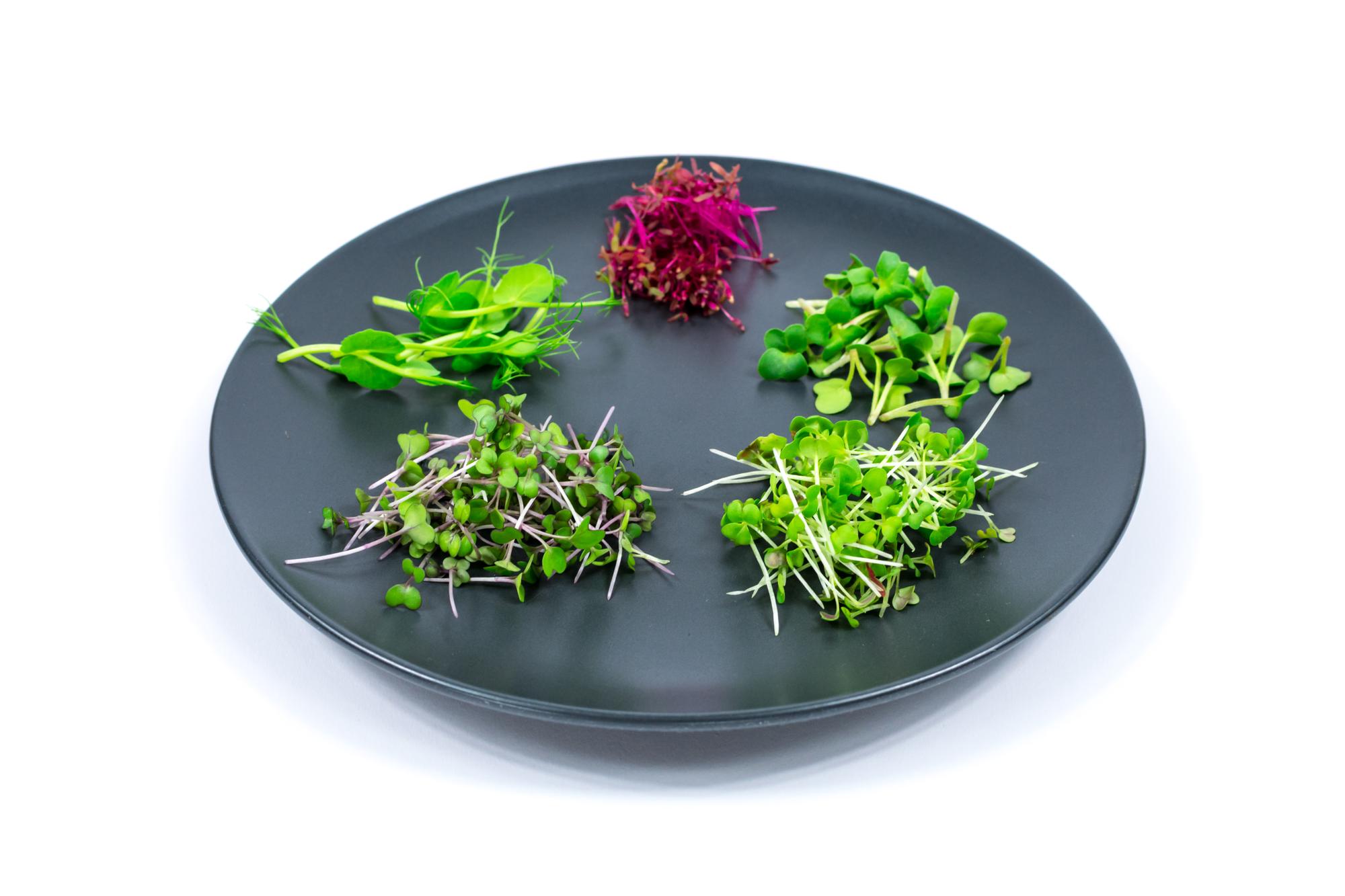 Close-up of plated starter with microgreens